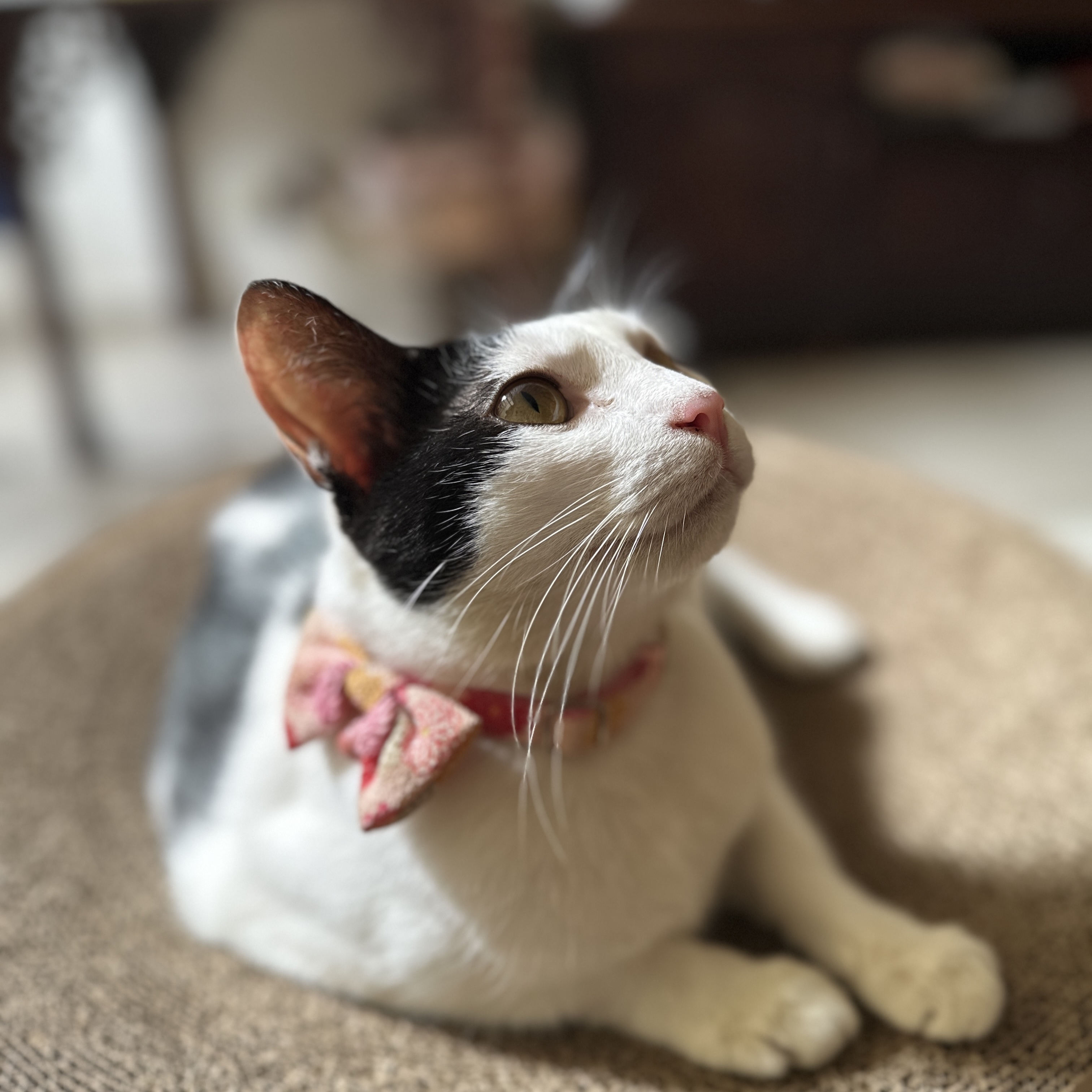 Mimao