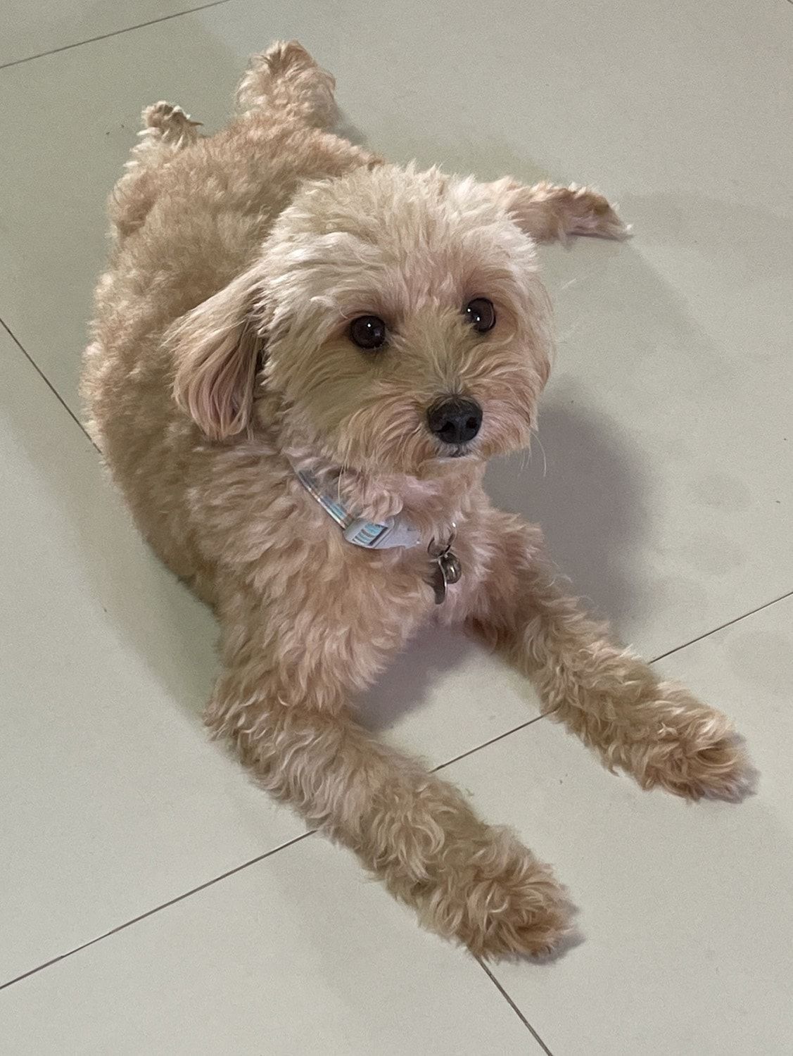 Manja