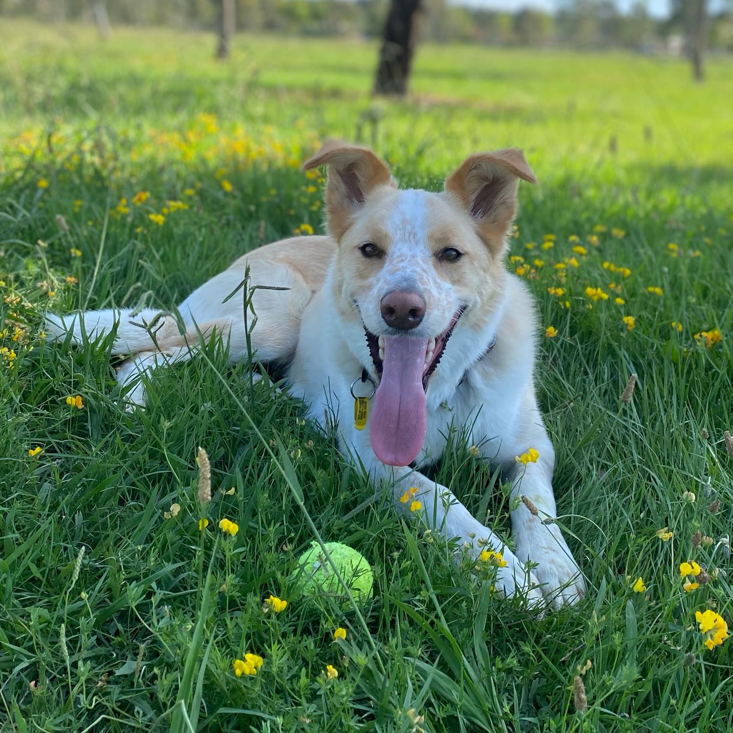 Luka