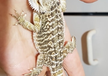 Spyro