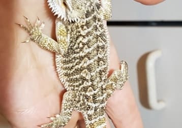 Spyro