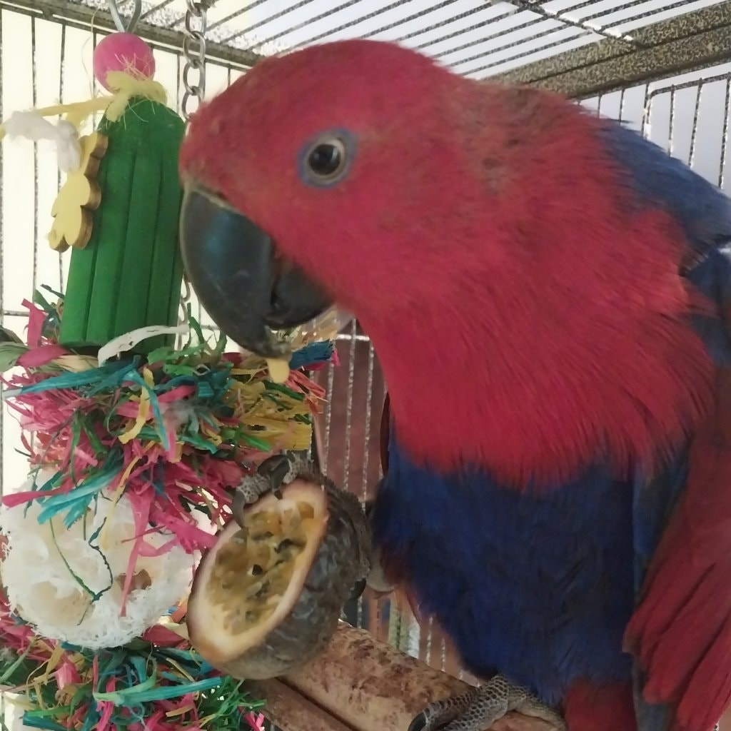 parrot
