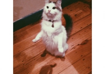 Mungojerrie