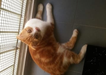 Opie