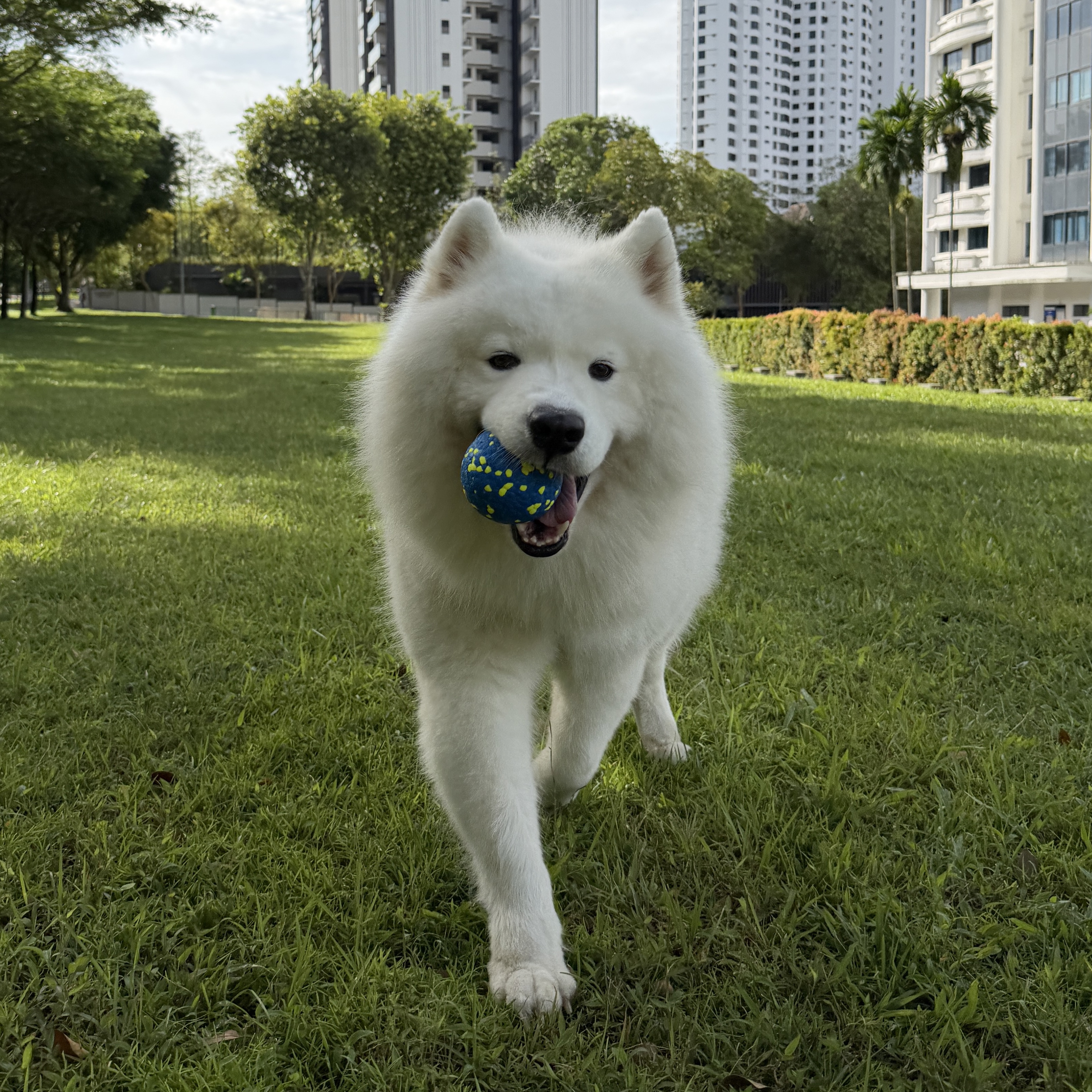 Snowie