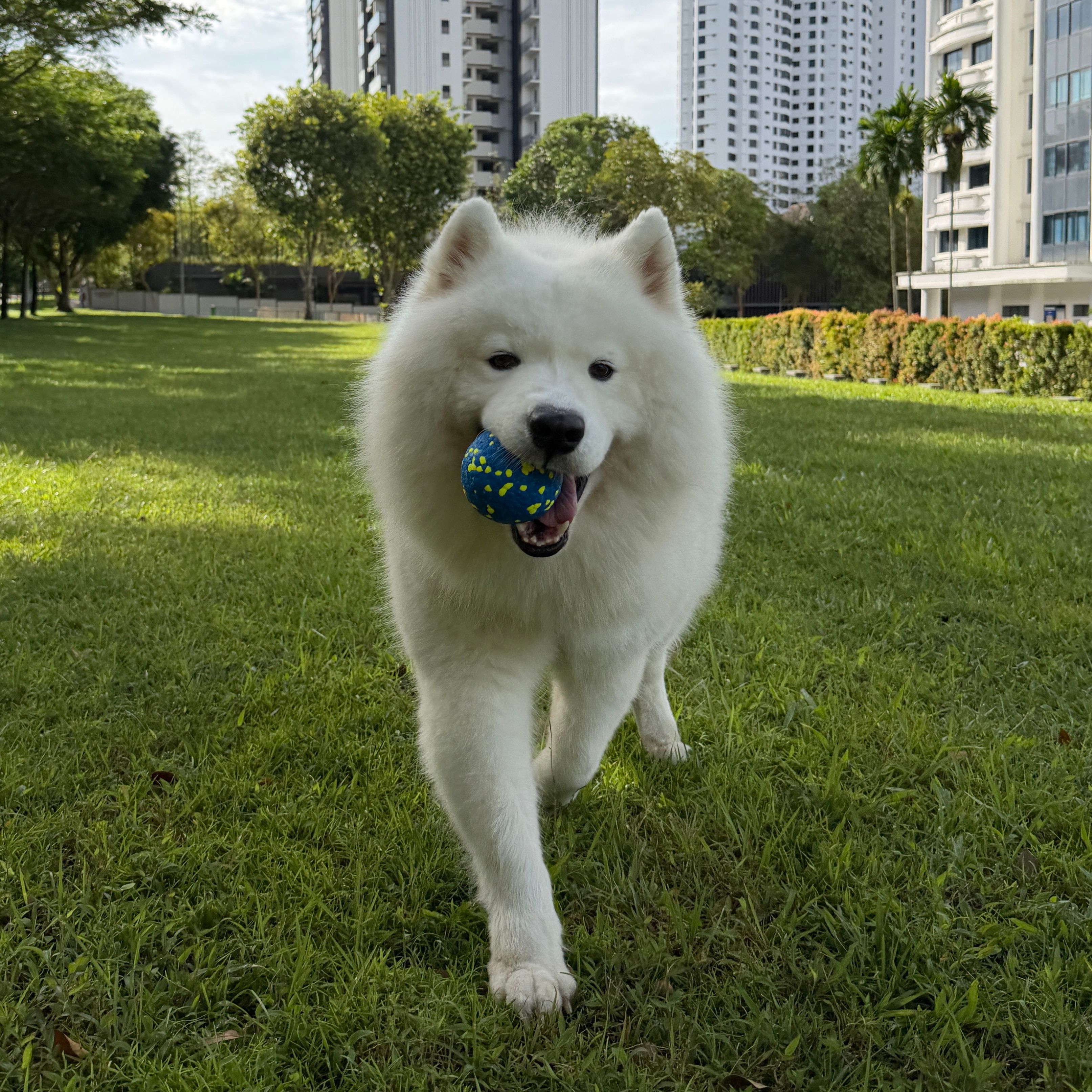 Snowie