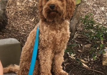 Cooper 