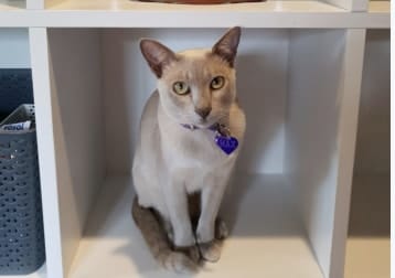 Max