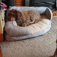 Doris