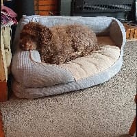 Doris
