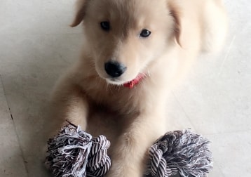 Buddy