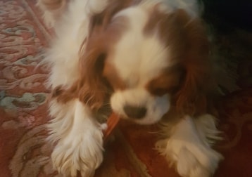 Evie