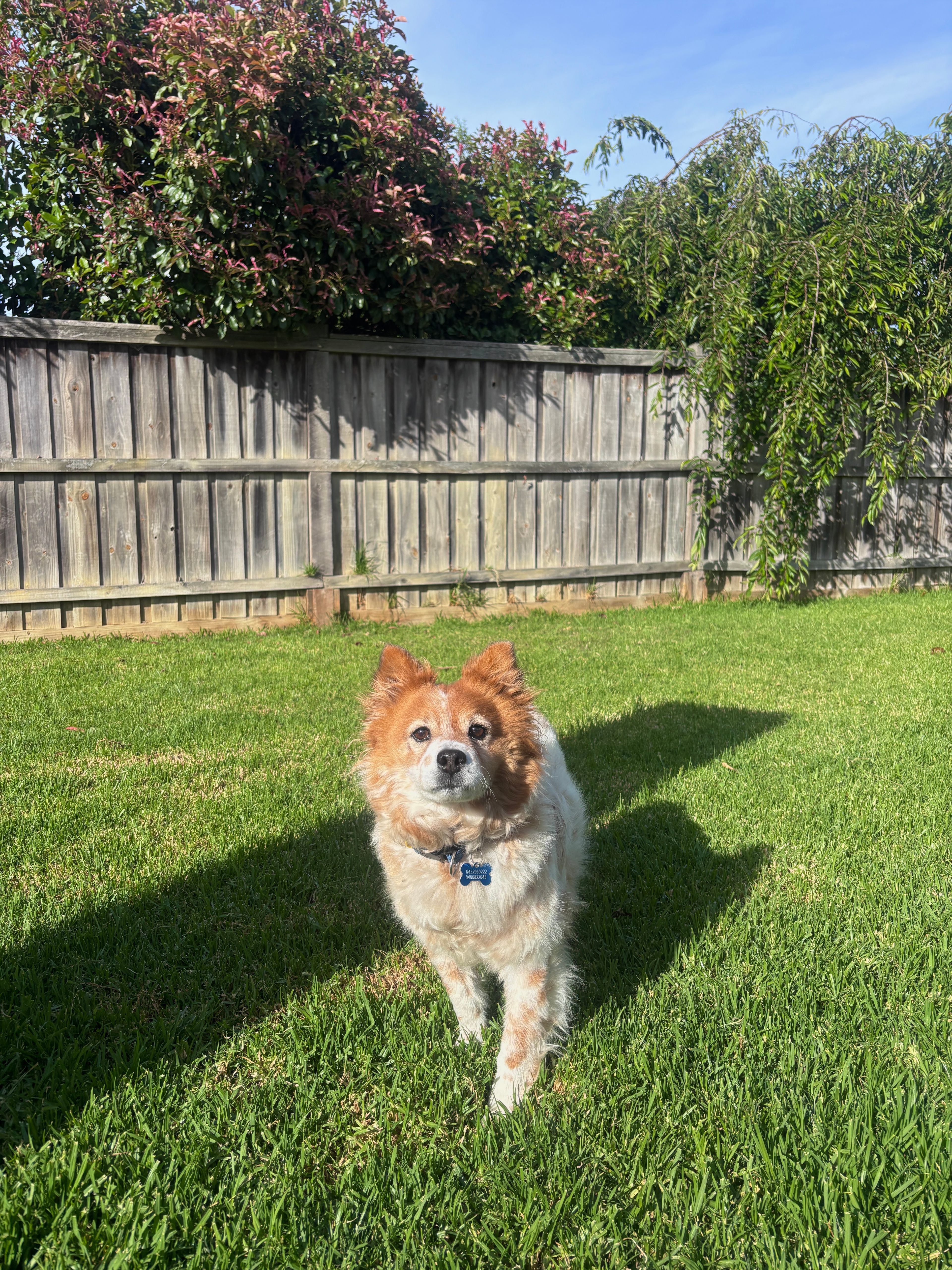 image-7