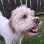 Charlie 