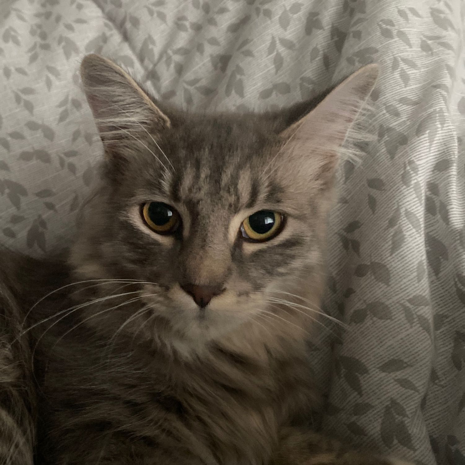 Mo
