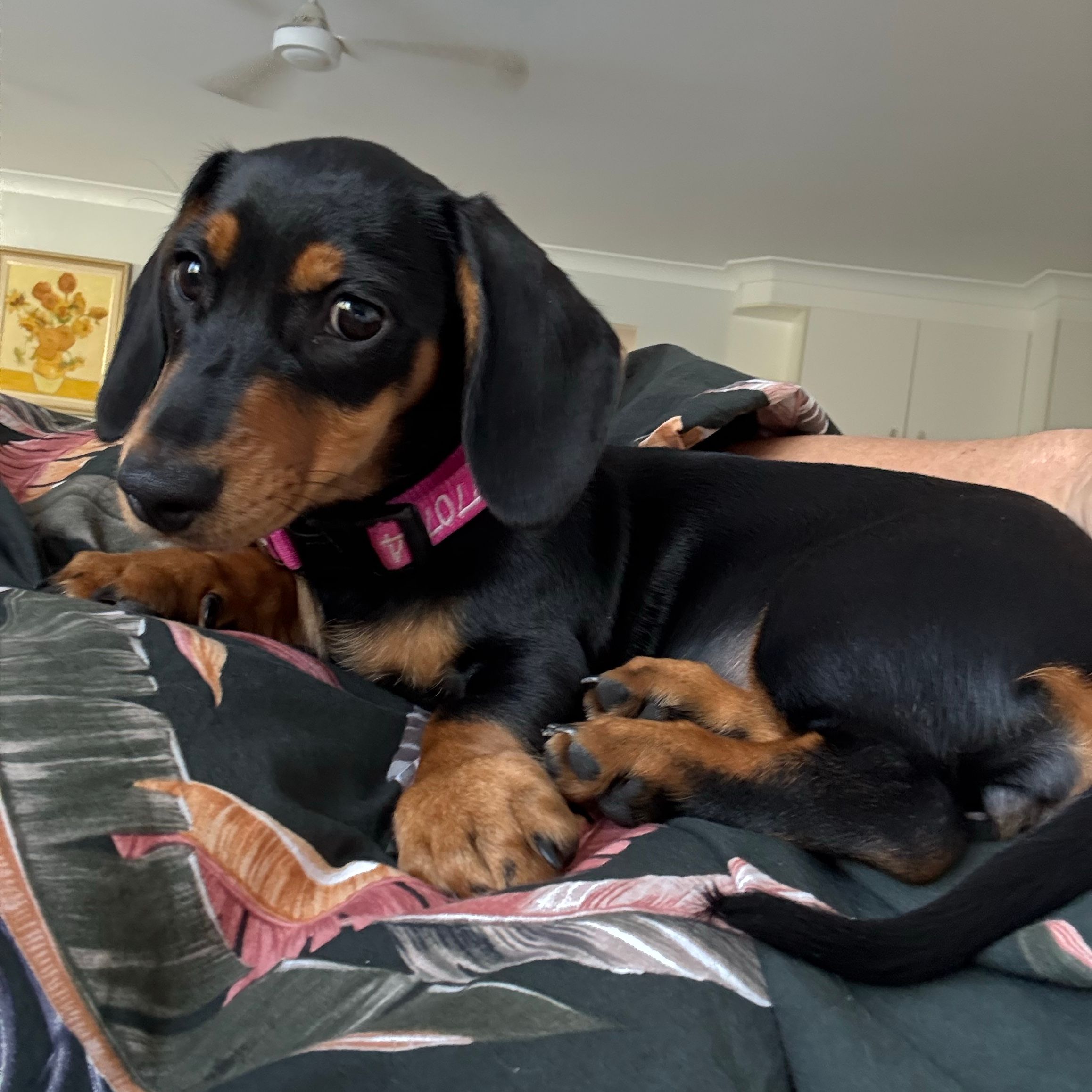 Pollyanna