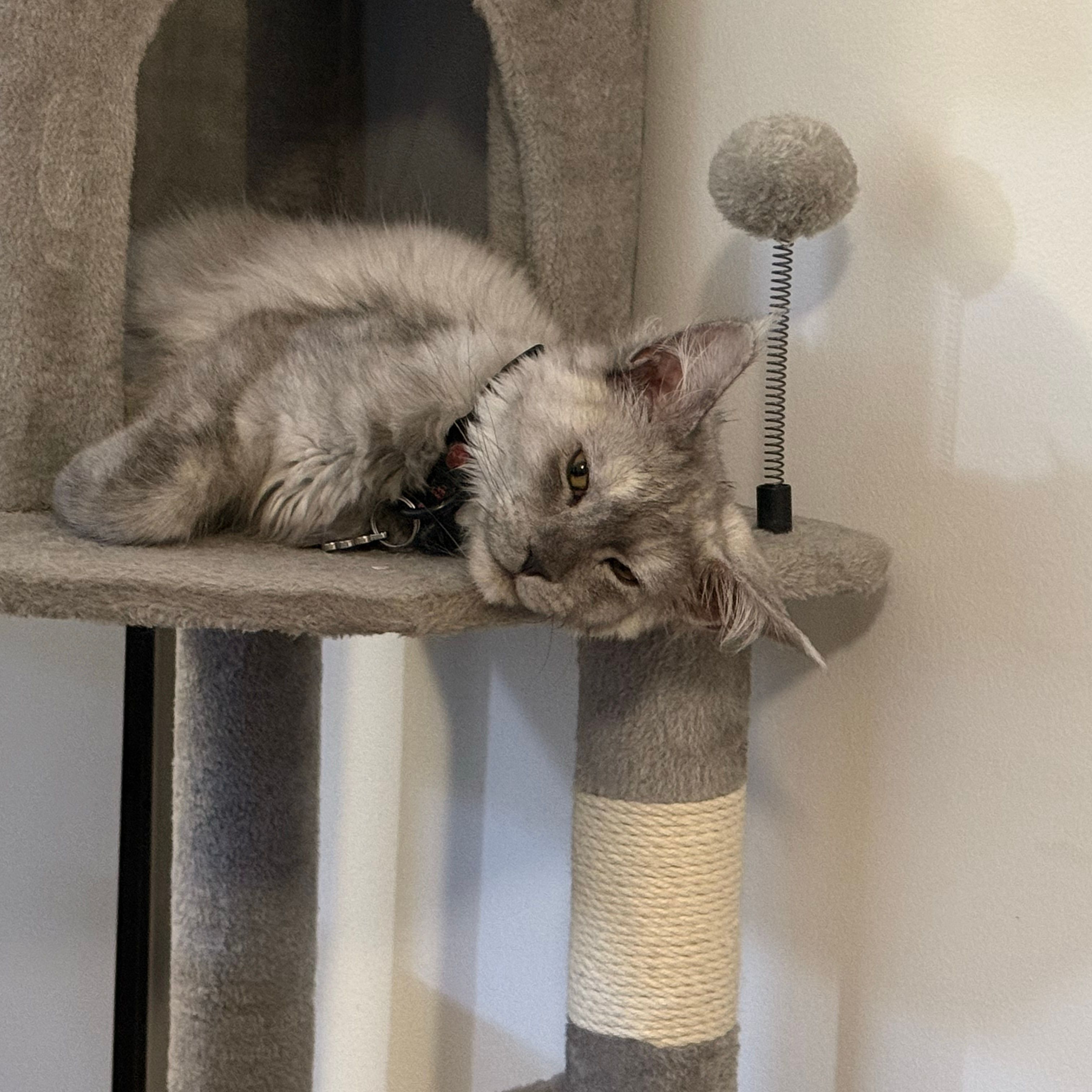 Calypso
