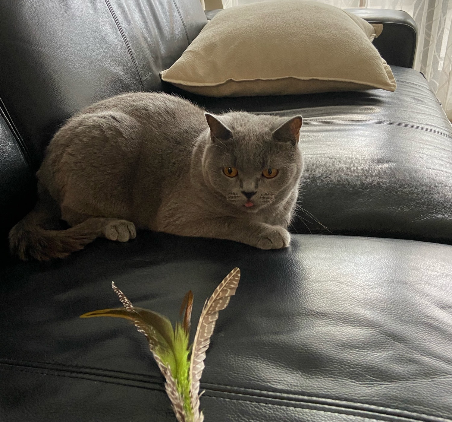 image-16
