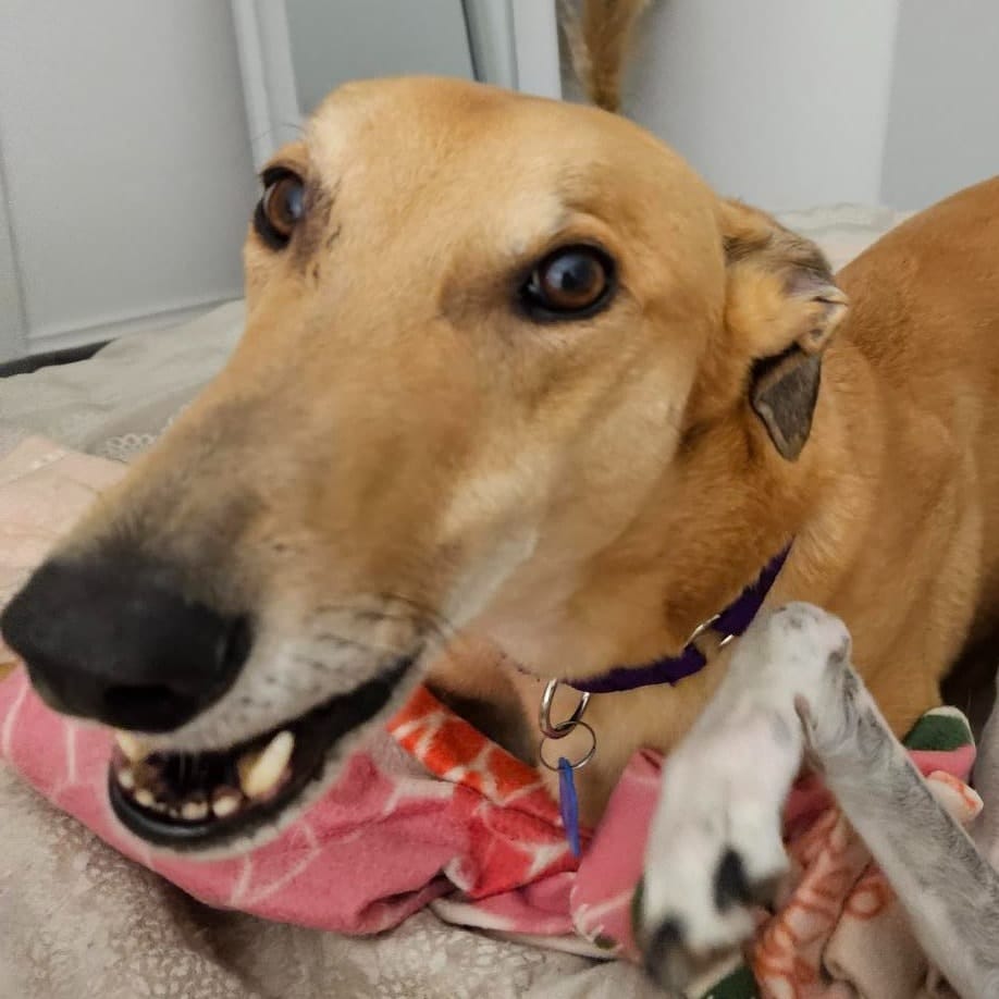 Foster dog