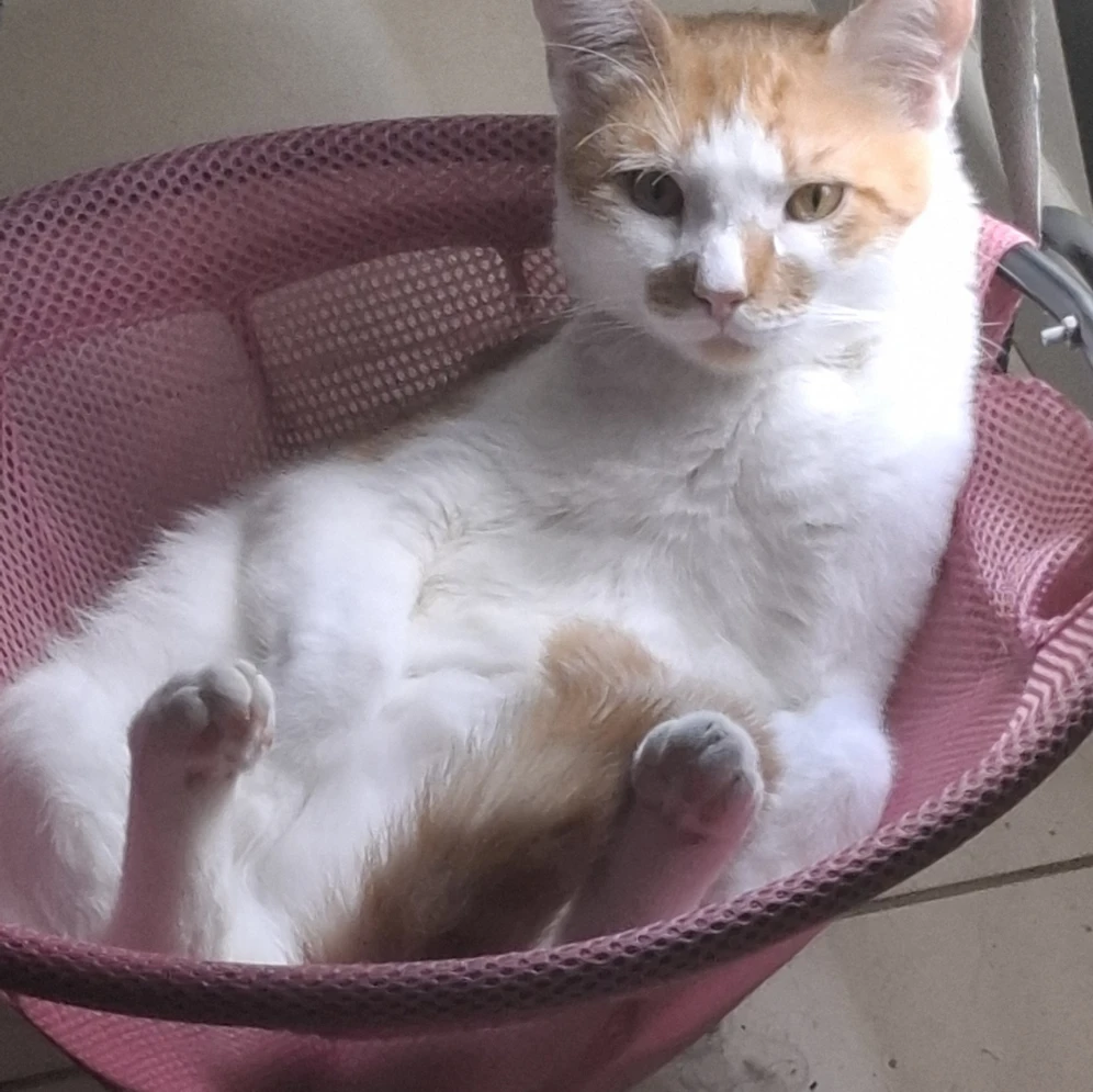 Vinnie