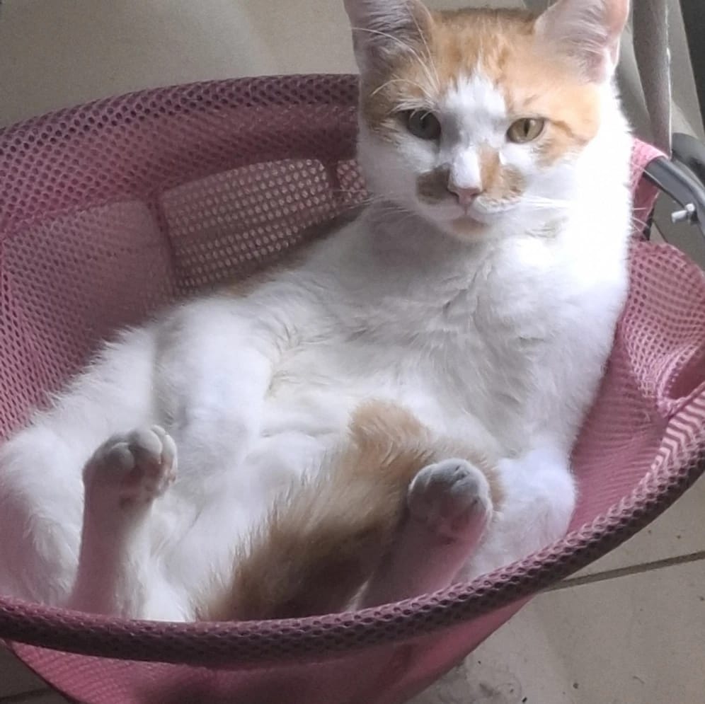 Vinnie