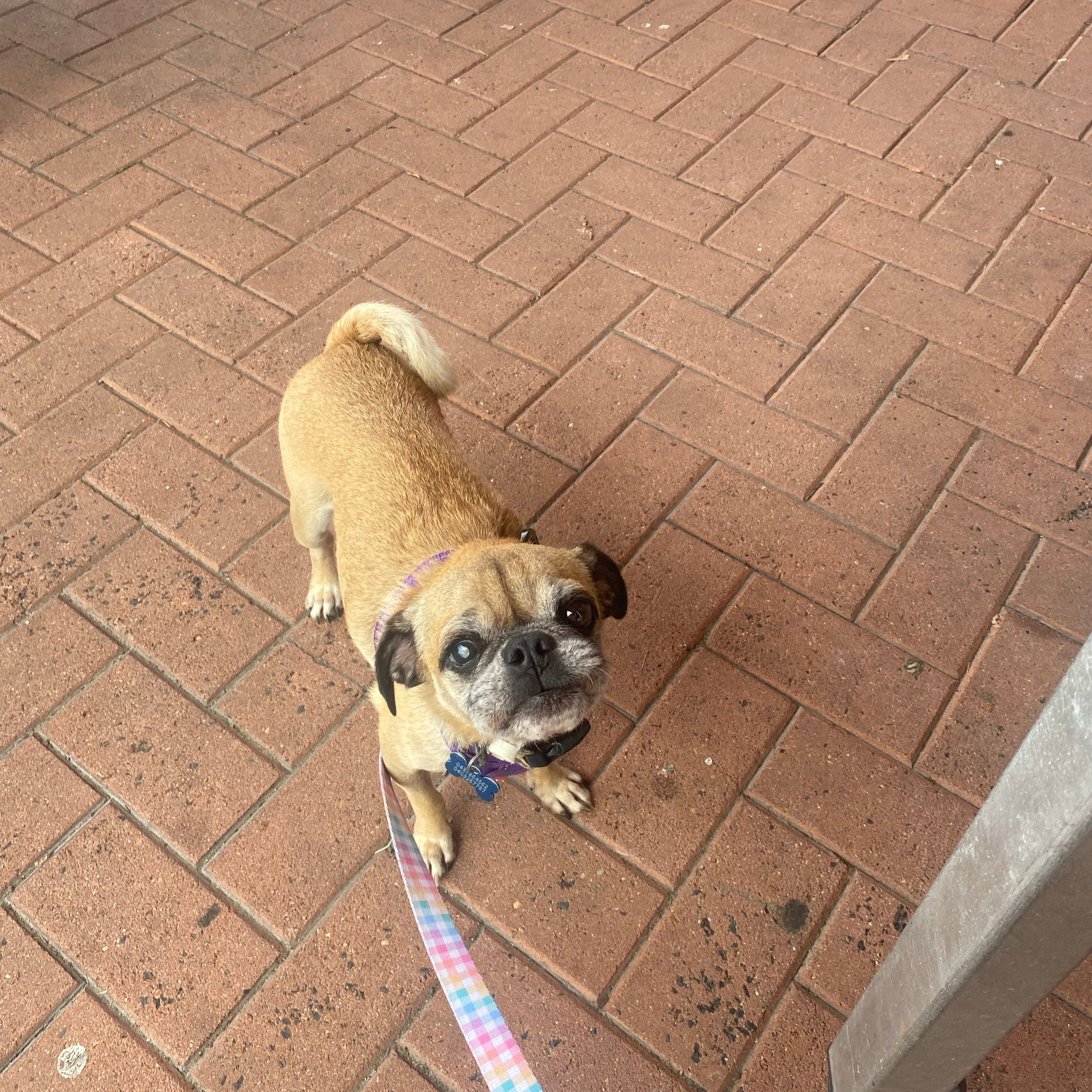 Otis