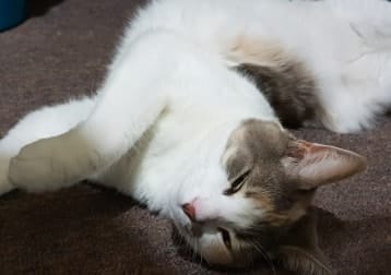 Minka