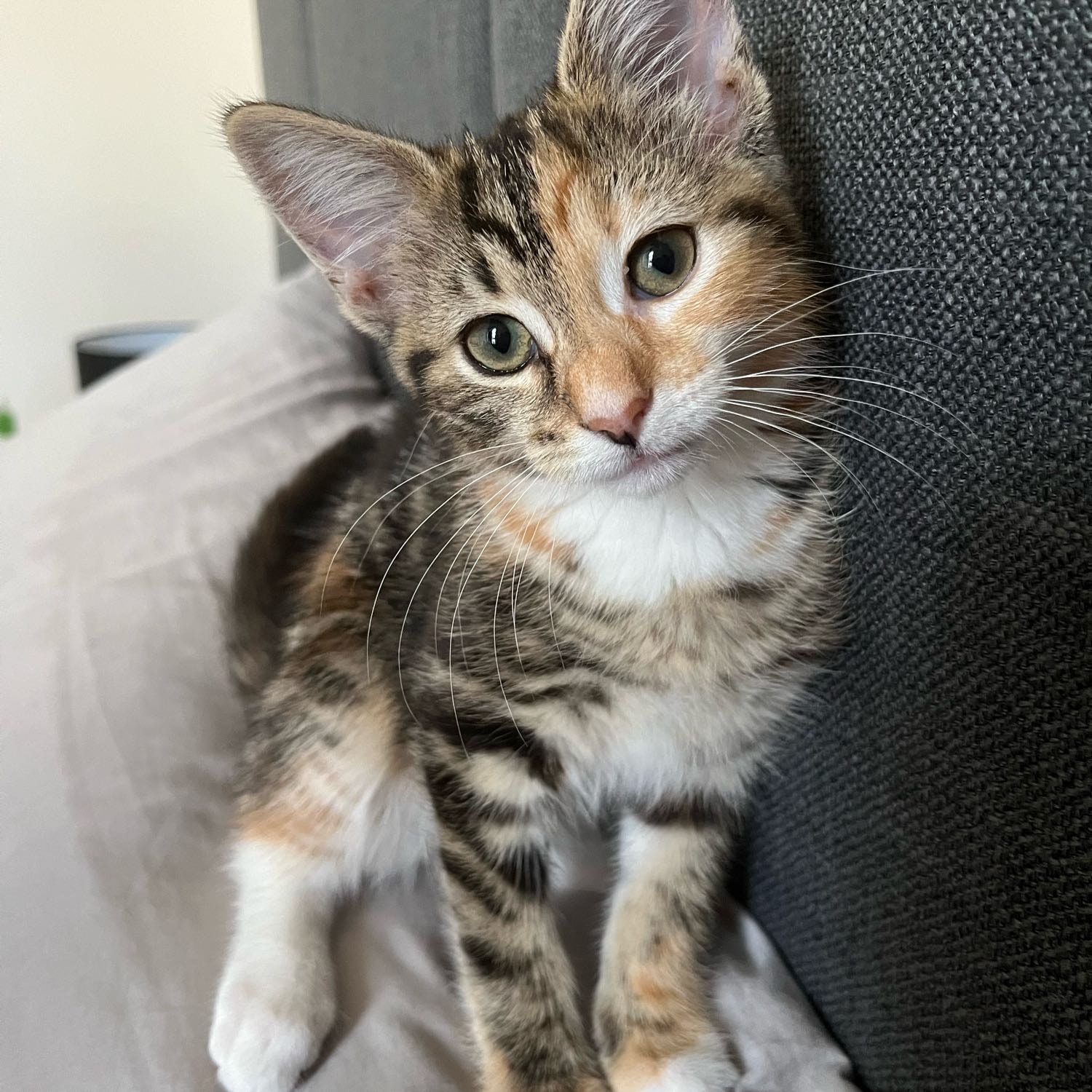 Bella