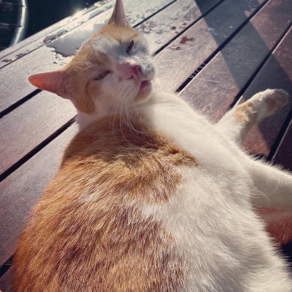 Jaffa