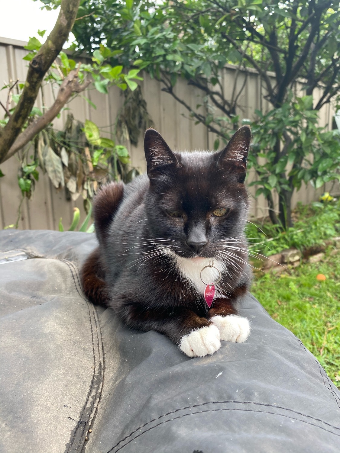 Peanut