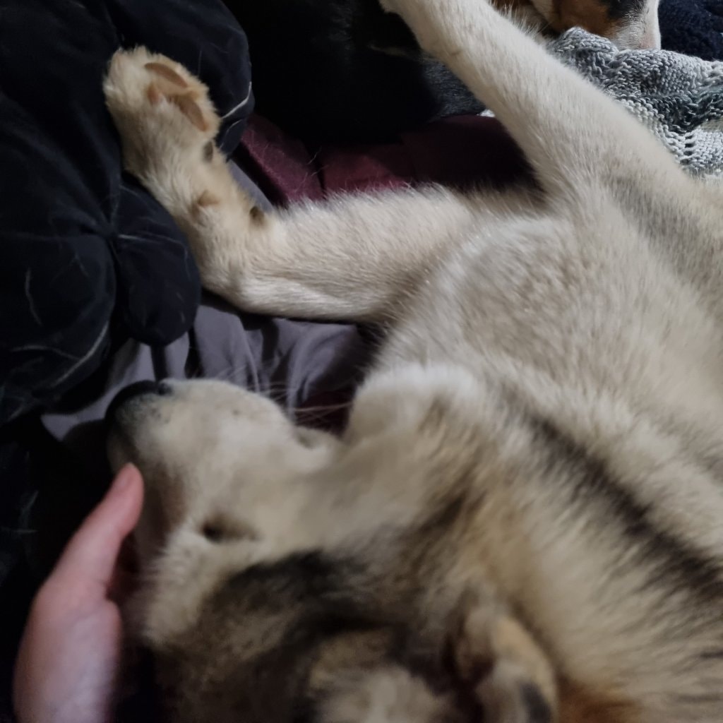 Nova