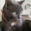 Carina