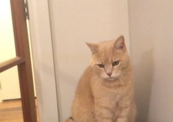 Riki