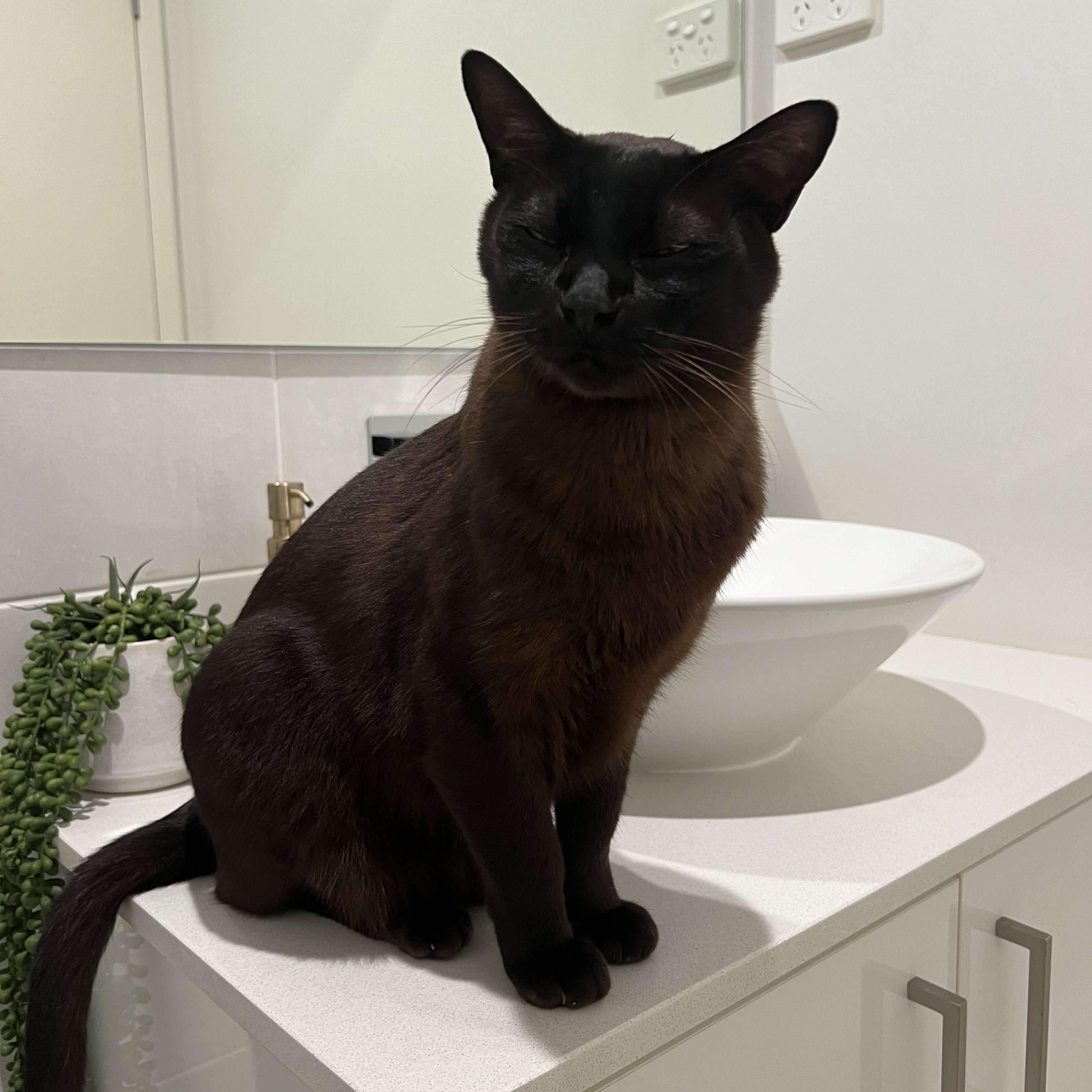 Mocha