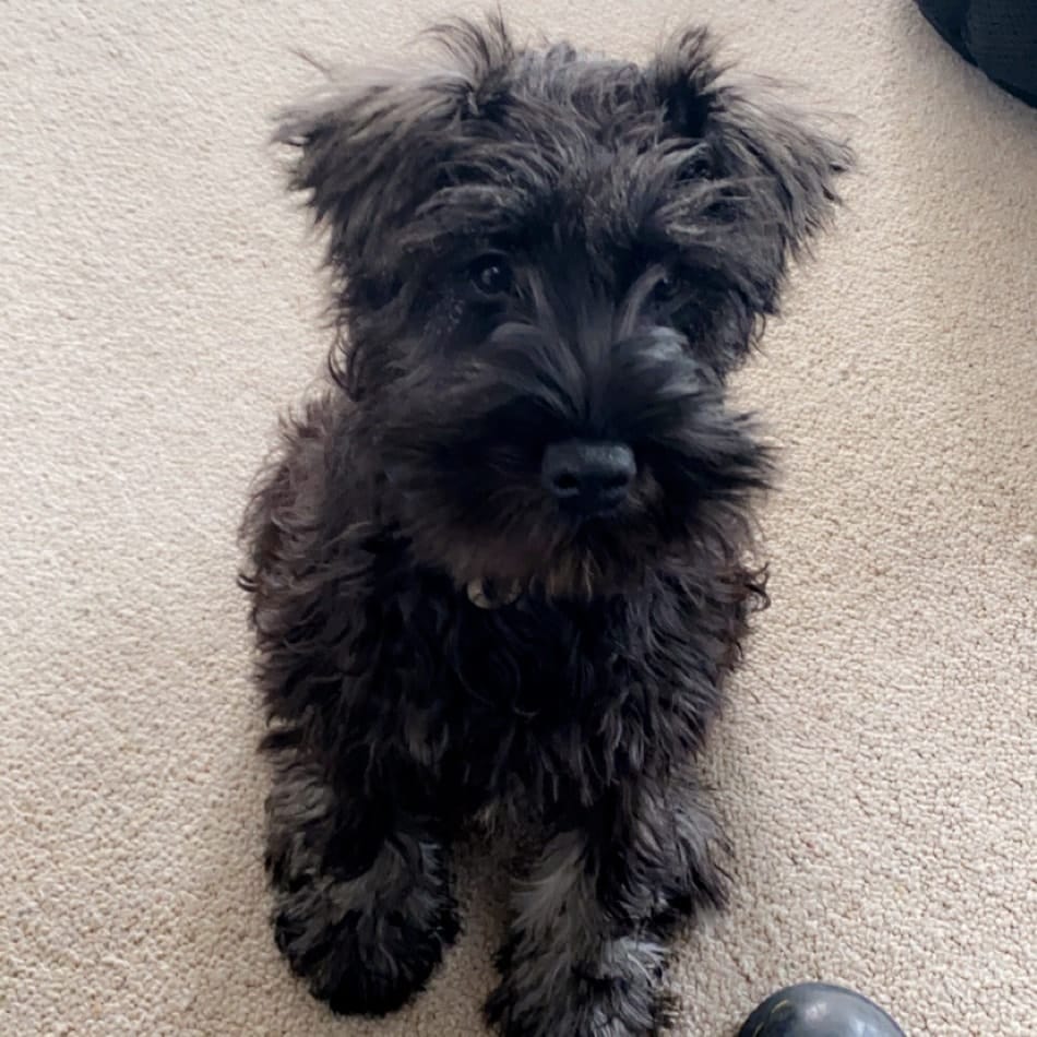 Basil