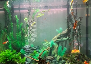 Fishies!