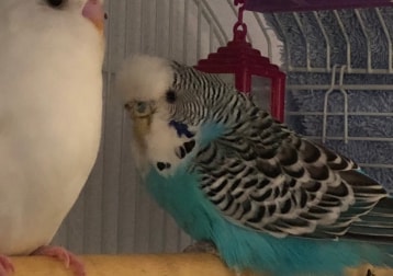 Snowy & skye
