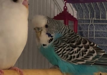 Snowy & skye
