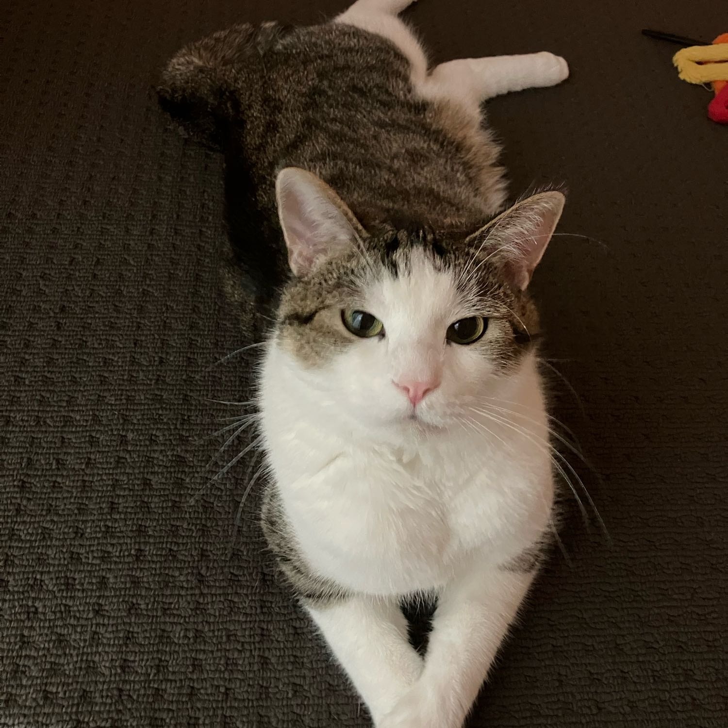 Lenny 