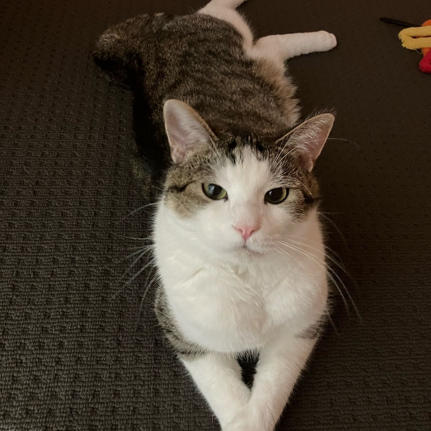 Lenny
