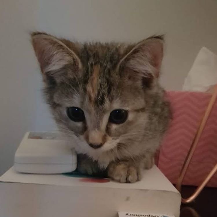 Olive