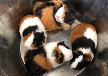 Lola, martha, mary kate and ashley