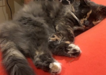 Maureen