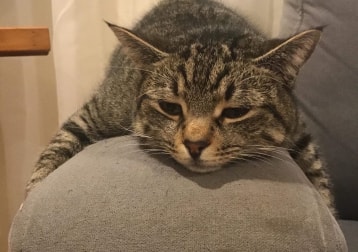 Rocky