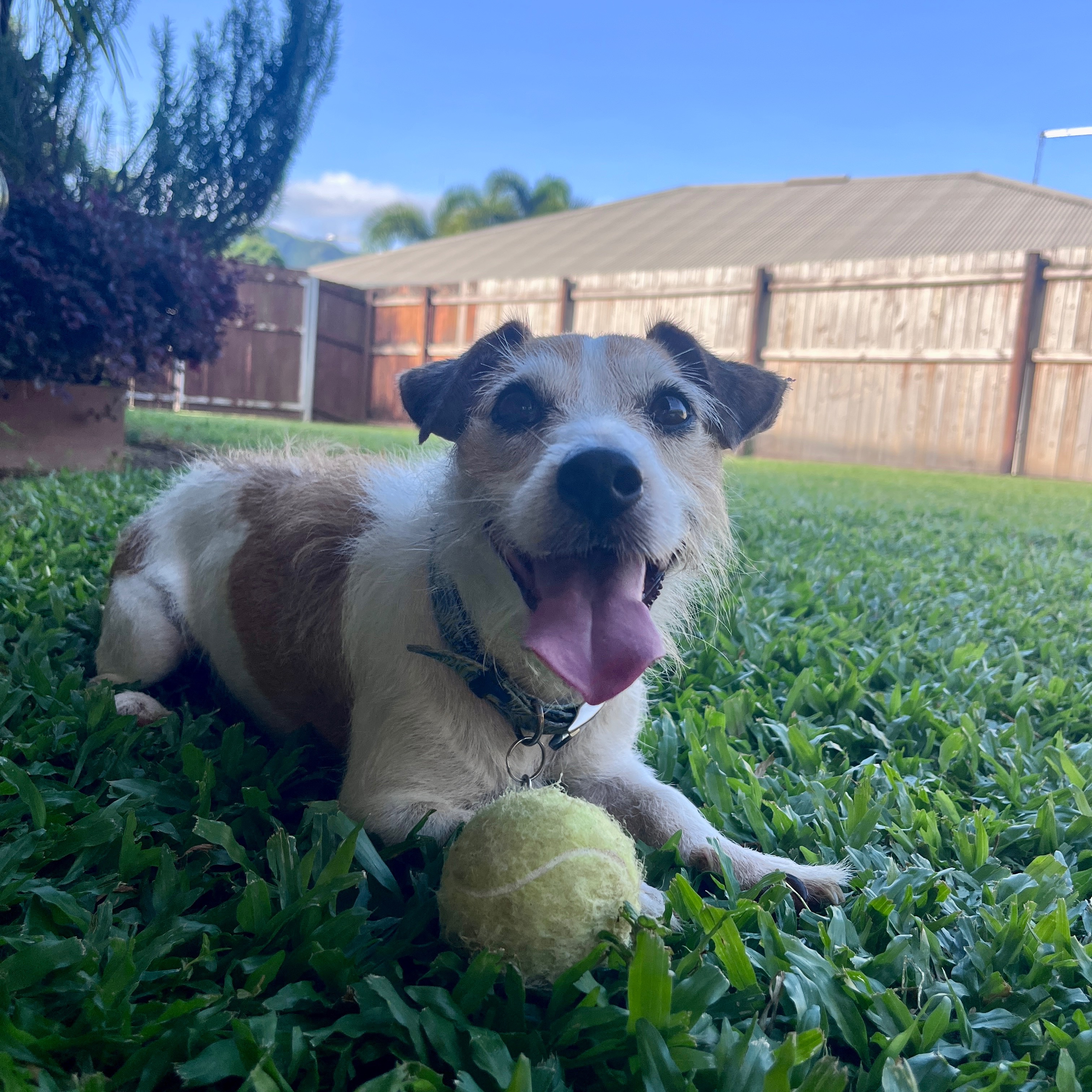 Harvey