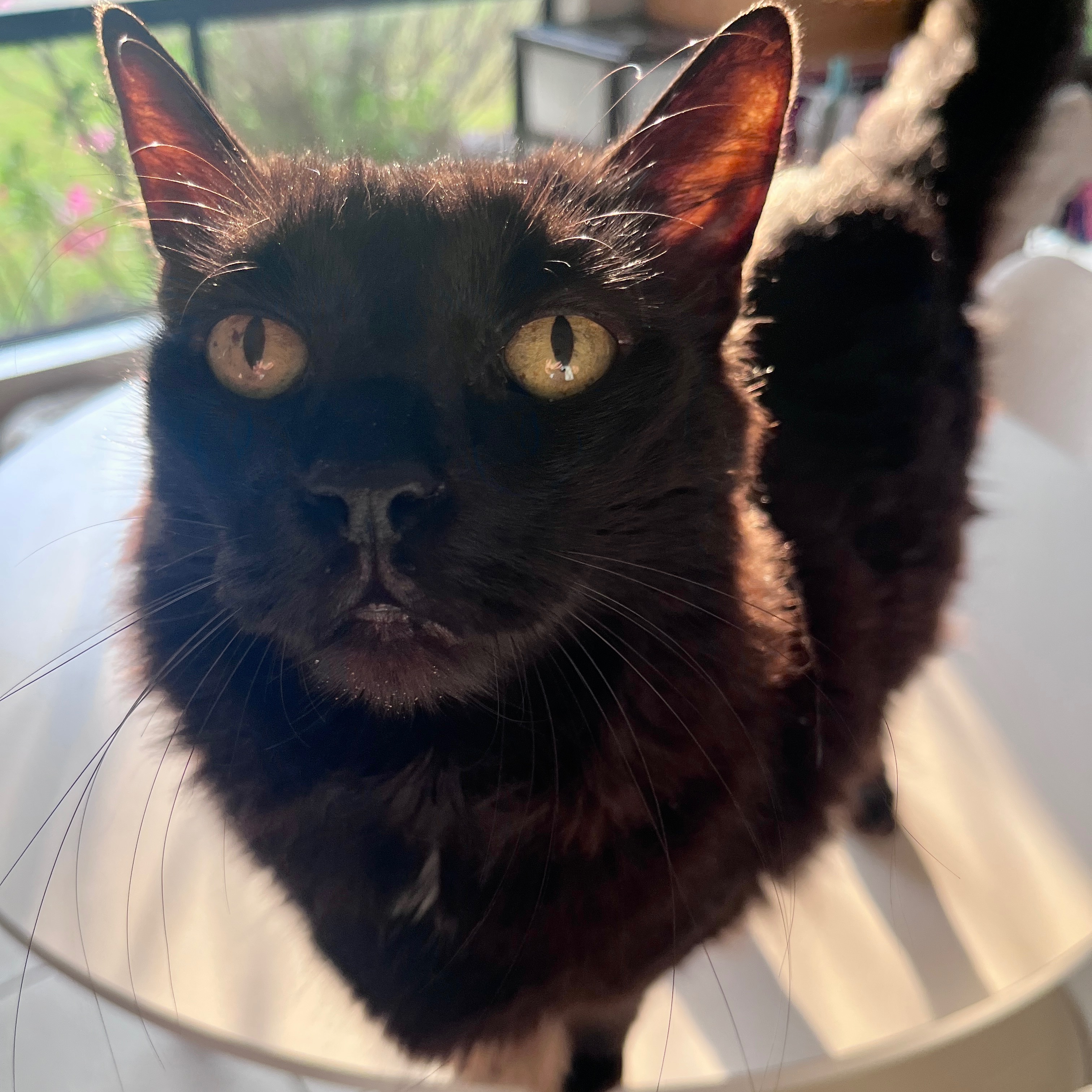 Shadow 