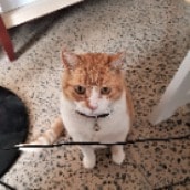 fat tony
