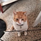 fat tony