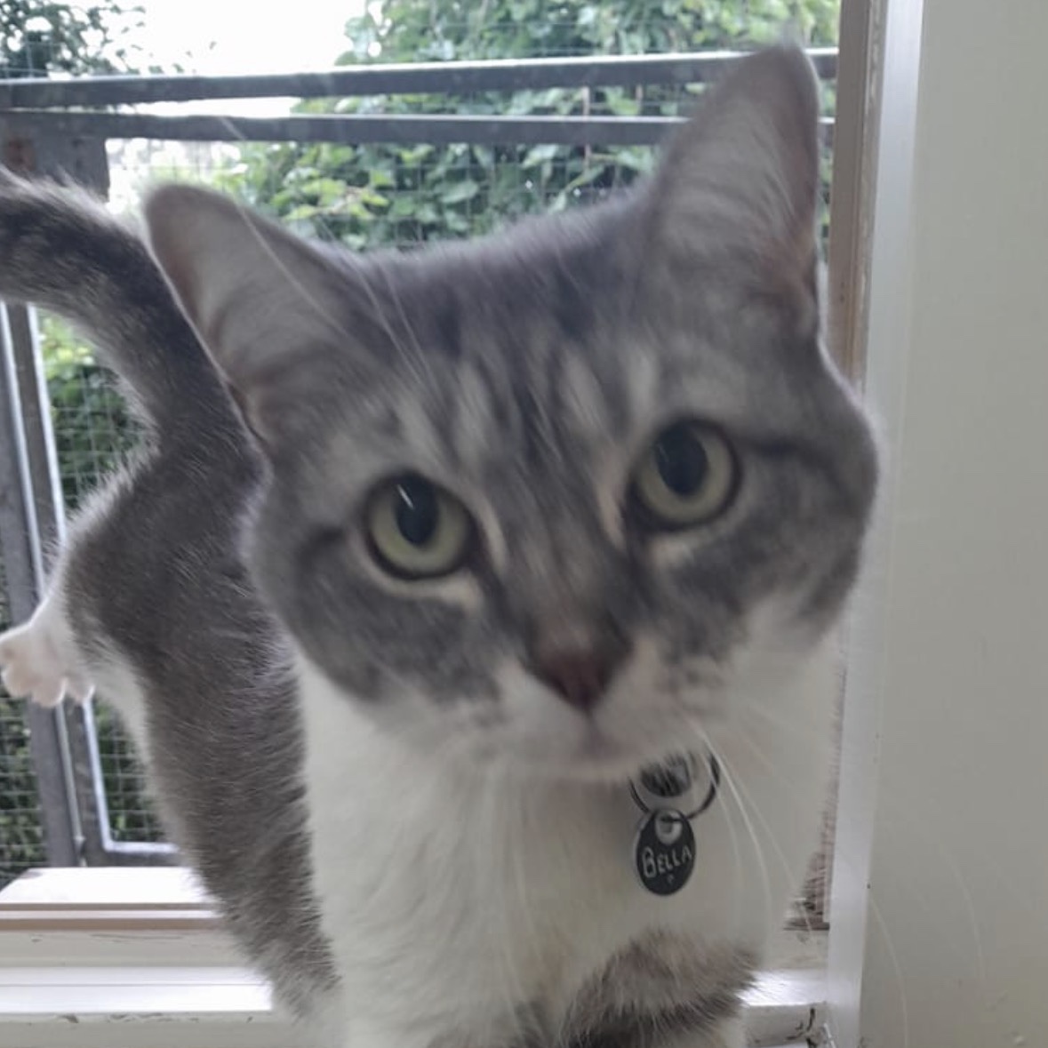 Bella