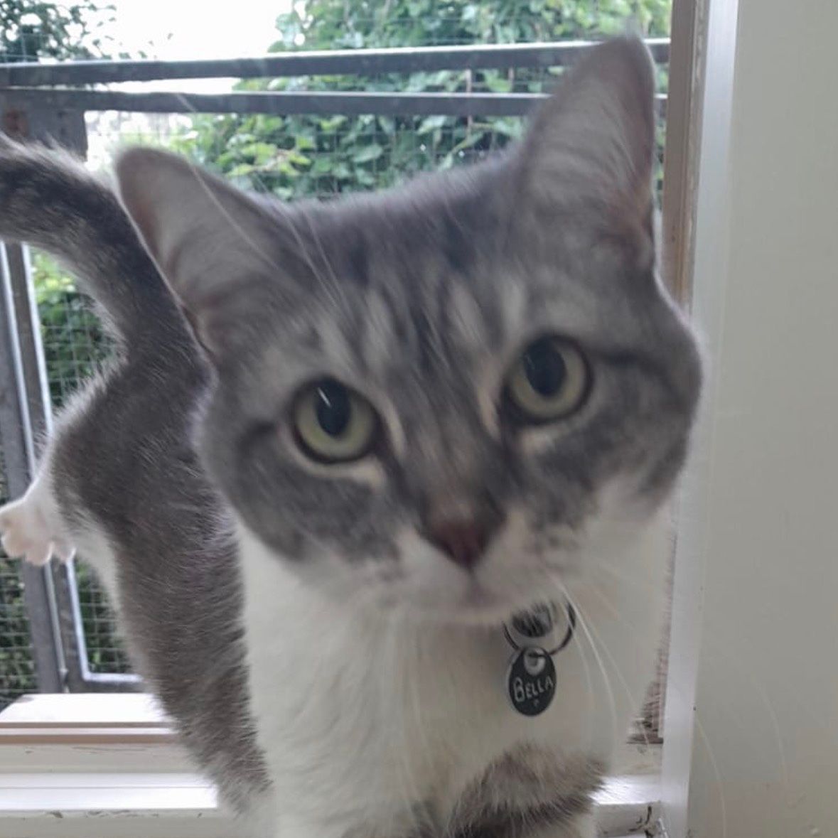 Bella